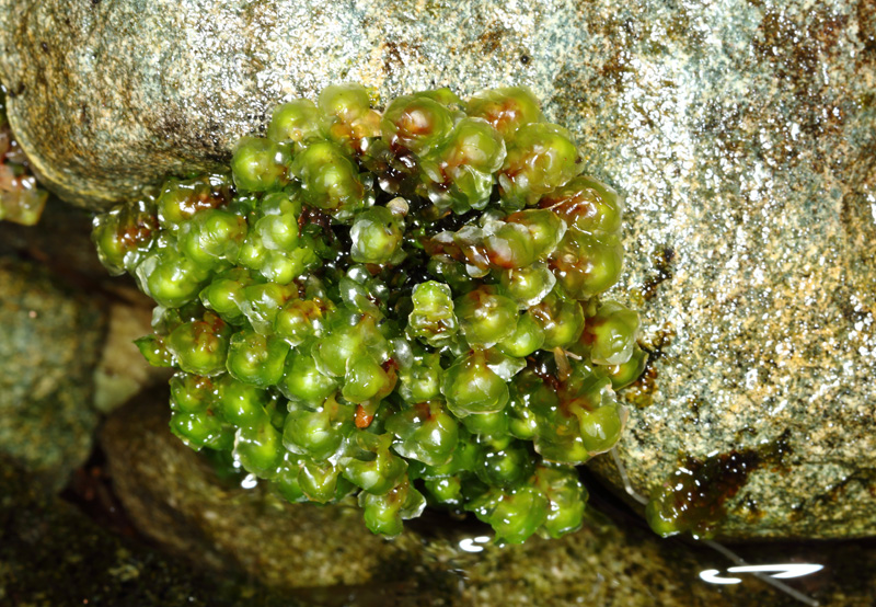 Scapania undulata